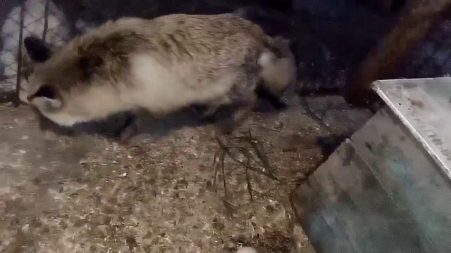 921. Маркиза - дневник приручения дикой лисы,ест яйцо, немного гладится, плохо ест мясо, заходит ко смотреть онлайн