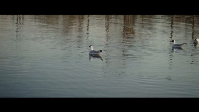 Чайка озёрная. Апрель смотреть онлайн