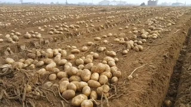 фонк под который удобно копать картошку смотреть онлайн