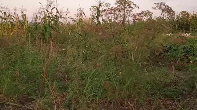 ГУСИ ДАТСКИЙ ЛЕГАРД! ОБЗОР ПОРОДЫ! САМАЯ ЛУЧШАЯ ПОРОДА НА МЯСО! смотреть онлайн