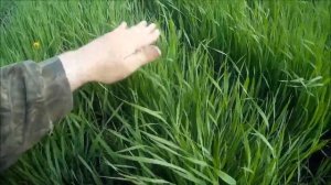 Посев и первые всходы на солонцах по Овсинскому. Овёс, ячмень, пшеница.