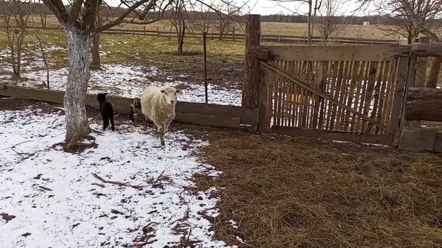 Зима вернулась/Купируем хвосты ягнятам/снова ремонт смотреть онлайн