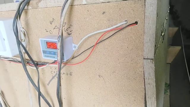 Срок инкубации яйца Ухейилюй 20 дней!!! смотреть онлайн