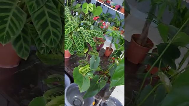 Гүлдер новые поступление 🥰❤ смотреть онлайн