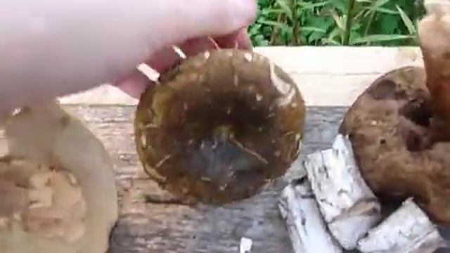 О грибах. Часть 6 / About mushrooms. Part 6 смотреть онлайн