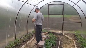 Подвязка огурцов ? и помидор ? В теплице из поликарбоната