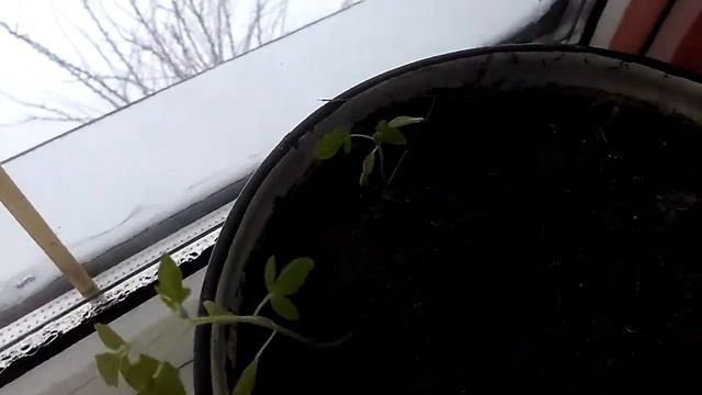 Огурец на подоконнике зимой без подсветки. Эксперимент. смотреть онлайн