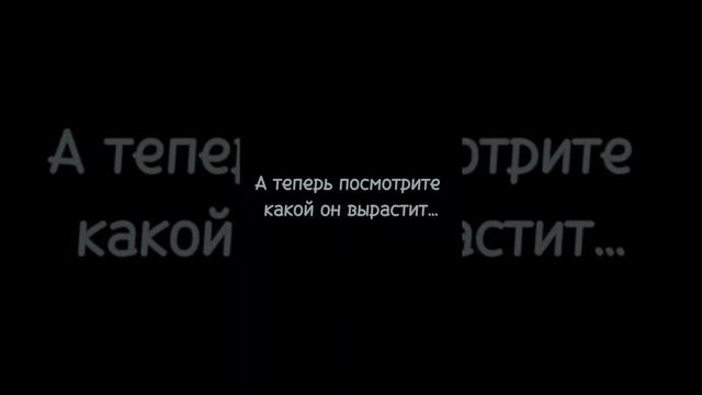 #рекомендации #собака #рек #животные #топ #хаски#окрас #funny смотреть онлайн