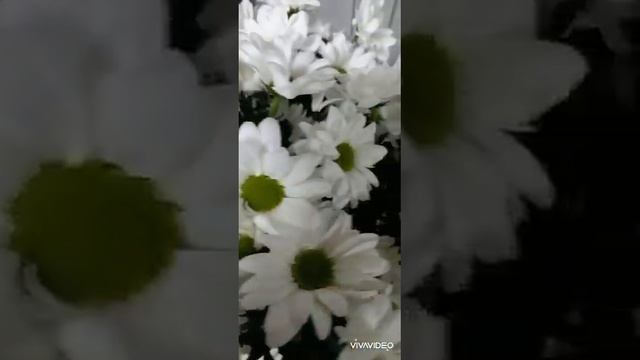 Ромашки💫 смотреть онлайн