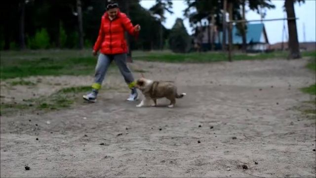 Сан Импаер Ярис щенок колли 2 месяца