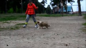 Сан Импаер Ярис, щенок колли 2 месяца