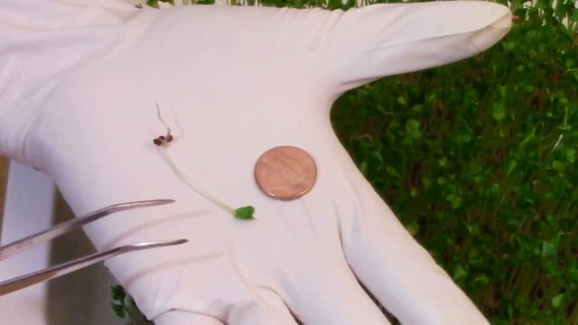 Growing Broccoli Sprouts and Microgreens - Hydroponic & No Soil Needed 室内西兰花芽苗 смотреть онлайн