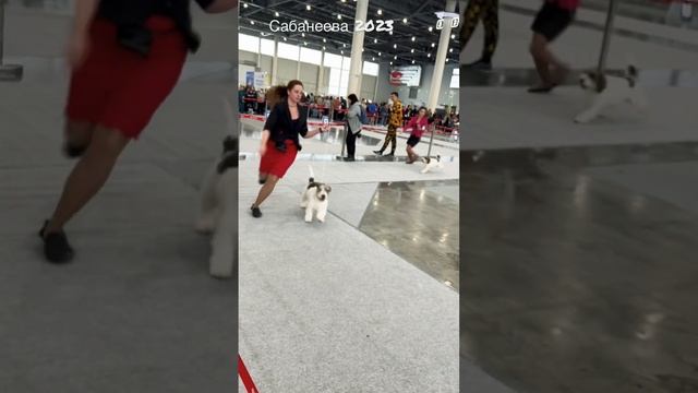 Сабанеева 2023, выбор лучшего представителя породы малый вандейский бассет гриффон. смотреть онлайн