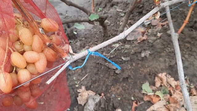 НЕБОЛЬШОЕ АССОРТИ ГФ ВИНОГРАДА НА 10.10.2023г. смотреть онлайн