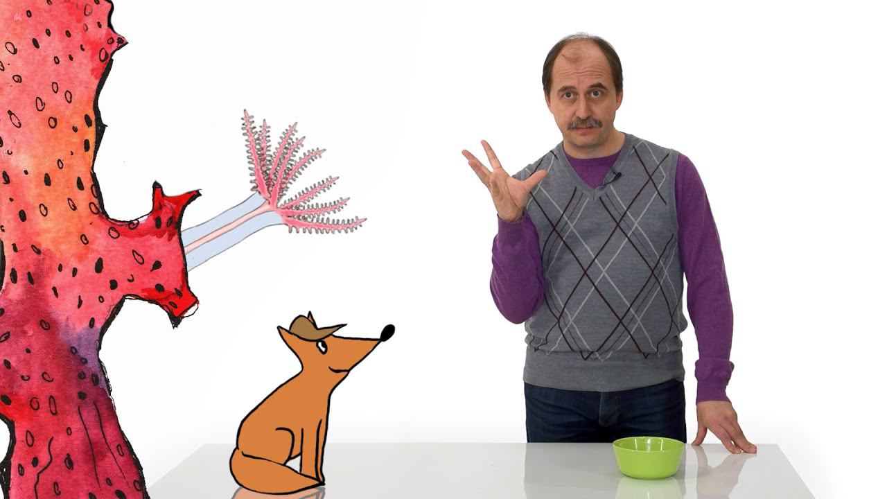 5.2. Медузы, кораллы и актинии смотреть онлайн