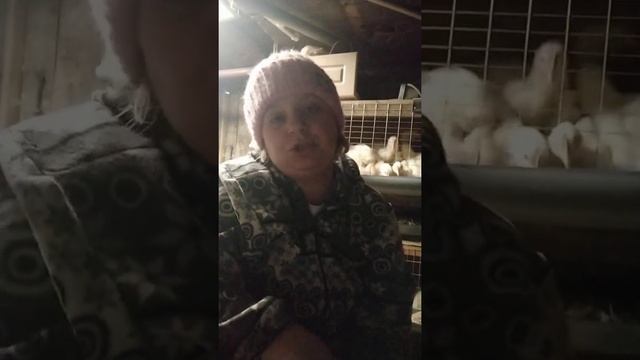 Ураааа!!! Дождалась перепела начали нести яйца. Как определить пол у перепелов. Немного обо всём. смотреть онлайн