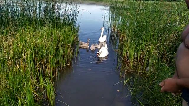 Семейство лебедей/ Swan family смотреть онлайн