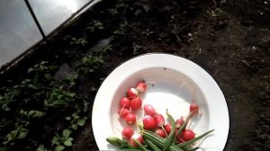 Дача, редис, первомай