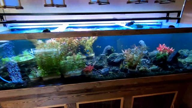 Медленный травник 300 литров Буцефаландры Анубиасы Папоротники смотреть онлайн