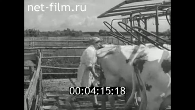 1965г. Новгород. сельскохозяйственная опытная станция. Айширская порода смотреть онлайн