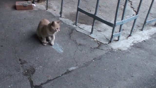 ласковый бездомный котик Тиша смотреть онлайн