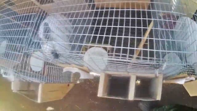 про село - ДИЕТА У КРОЛЬЧИХИ / В ДЕРЕВНЮ /#сельхозвлог / как стать фермером? / ЛПХ / КФХ смотреть онлайн