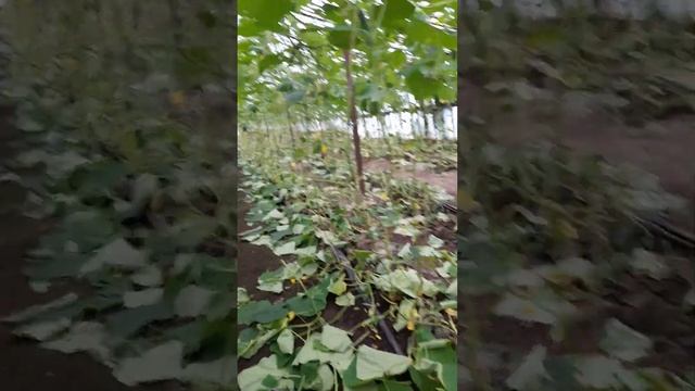 как правильно обрезать огурцы в теплицы чтобы был большой урожай огурцов?♂️? смотреть онлайн