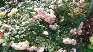 Нежнейшая роза Лариса.