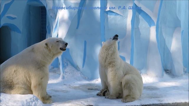 После бега и любовных игр мишки отдыхают 17.03.2022 смотреть онлайн