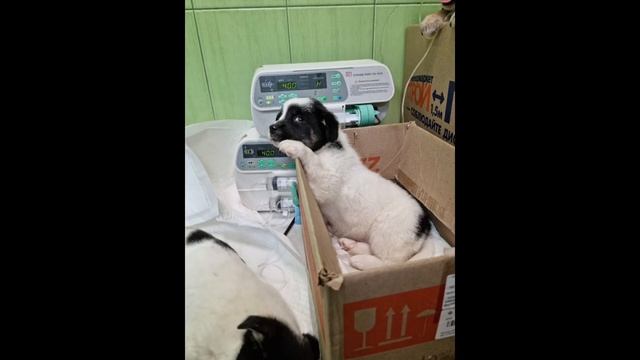 Щенки Лины умирают на руках у волонтёров один за другим смотреть онлайн