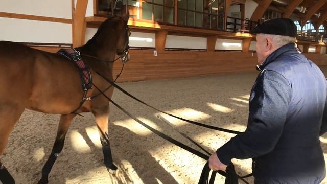 Школа Угрюмова. Работа на вожжах. Основа смотреть онлайн