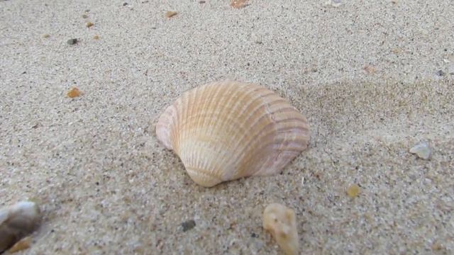 Sea Shells смотреть онлайн