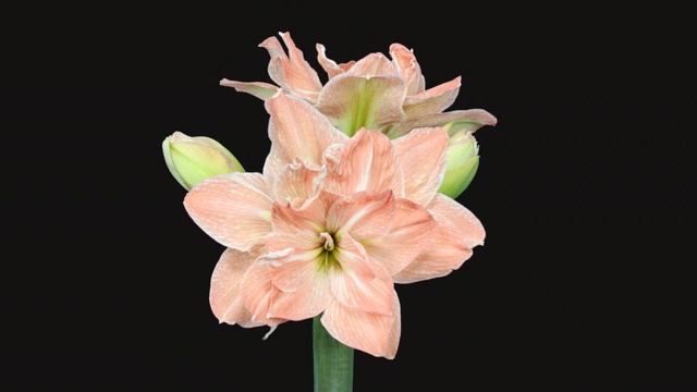 Amaryllis Exotic Nymph Timelapse смотреть онлайн