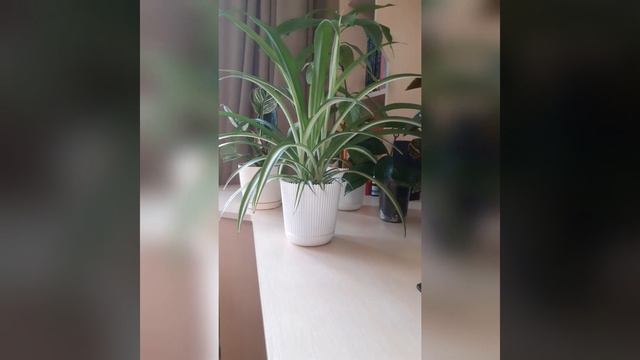 Полив комнатных растений? Какие правила❓ смотреть онлайн