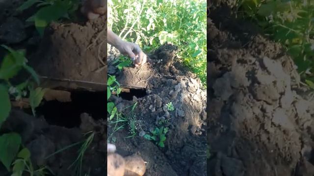 Мой огород,выращенная картошка в Казахстане г.Павлодар смотреть онлайн