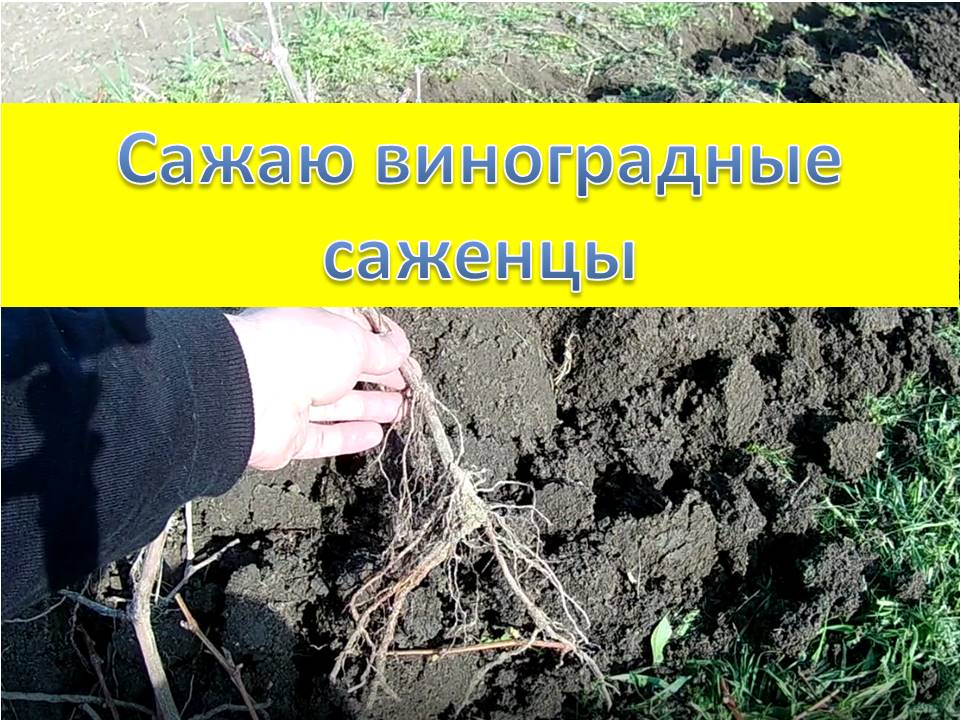 Высаживаю саженцы винограда после зимнего хранения в подвале смотреть онлайн