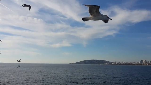 По морю в сопровождении чаек от острова Buyukada до Стамбула район Kartal смотреть онлайн