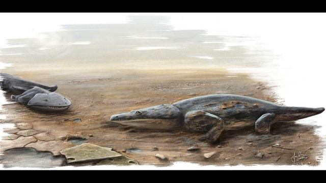 Метопозавр - хищная амфибия | Metoposaurus - Predatory Amphibian
