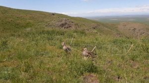 охота кеклик ???