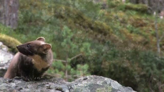 Харза, лесная куница, животные Евразии, куница в деле, куница смотреть онлайн