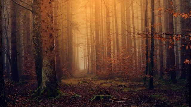 Докопался: Увидев это в лесу, черный копатель еще долго не мог в себя прийти