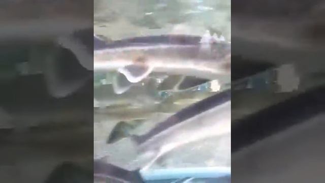 Фестиваль "Воронеж - город сад" 08.09.2017 смотреть онлайн