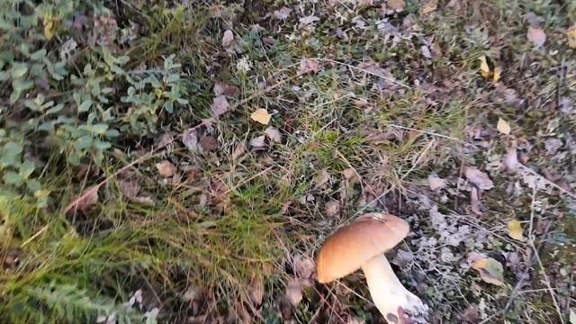 Грибная охота 2020 смотреть онлайн