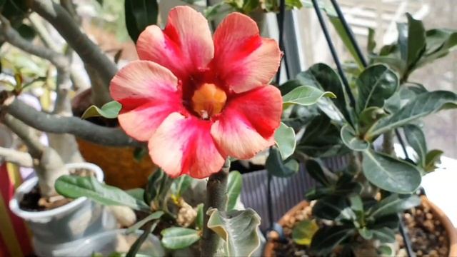 Адениумы проснулись.. Цветем!!! смотреть онлайн