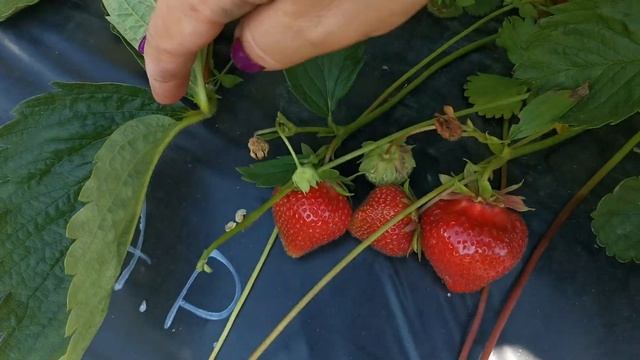 Дарселект, отличный сорт земляники ? смотреть онлайн
