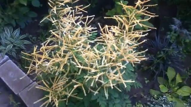 Волжанка, арункус "Misty Lace". Цветение волжанки | Aruncus смотреть онлайн
