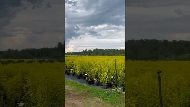 Новая контейнерная станция в Ниваки смотреть онлайн