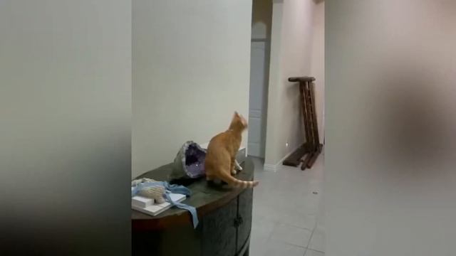 ВЗРОСЛЫЙ ЮМОР | ТЕСТ НА ПСИХИКУ | best coub | Я РЖАЛ ДО ПОЛ ЧАСА | ЛУЧШИЕ ПРИКОЛЫ ИЮНЬ 2021 #7 смотреть онлайн