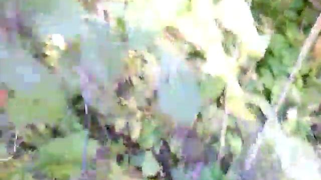 Тёрн плоды.Тёрн ягоды терновника.терн растение.терн уход.терн уход и выращивание смотреть онлайн