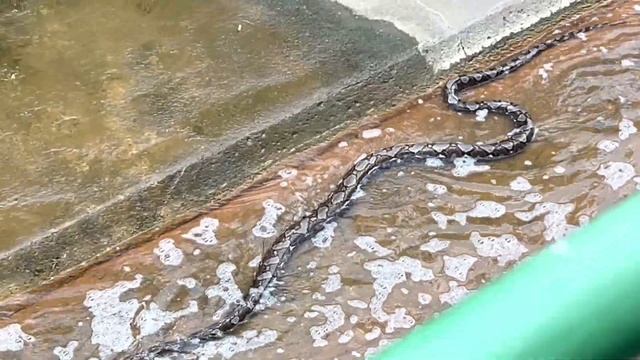 Wild Python смотреть онлайн